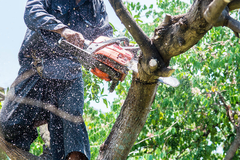 Tree Trimming Services In Sydney